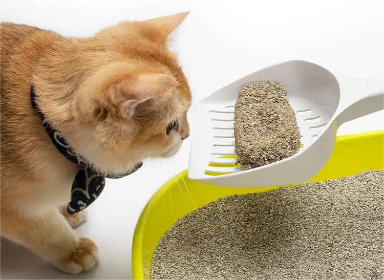 how often should you change the kitty litter manufacturing details