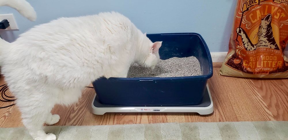 how often should you change your cats litter manufacturing details