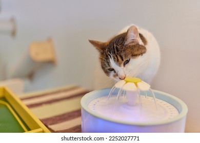 kitten water fountain manufacturing details