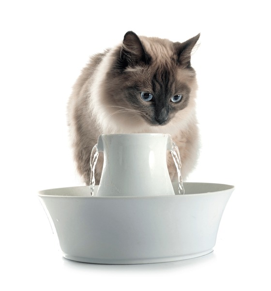 kitty drinking fountain manufacturing details