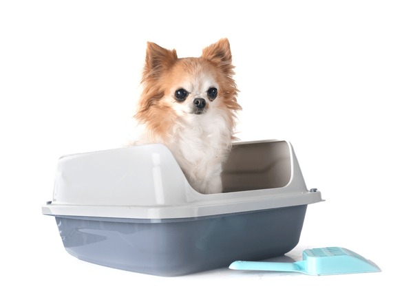 litter boxes that keep dogs out manufacturing details