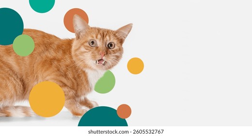 pet business manufacturing details