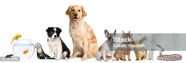 pet sitting business manufacturing details