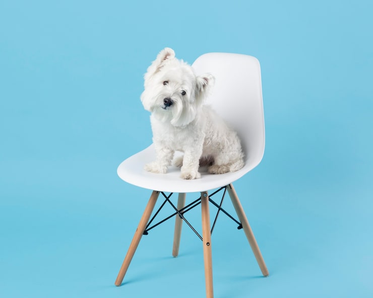 pet sitting business manufacturing details